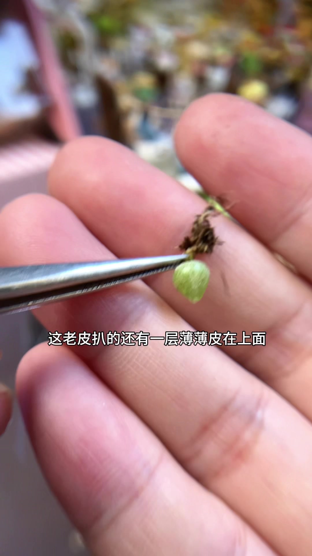 小白熊的后花园好看