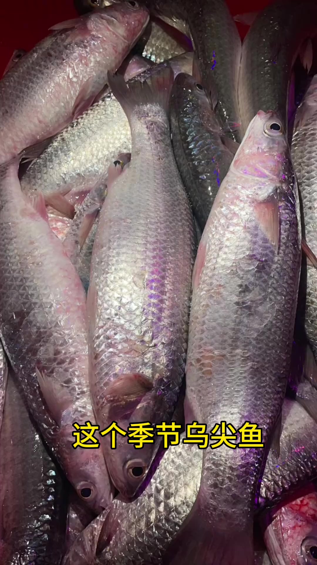 冬菜焖尖头鱼，香的哦