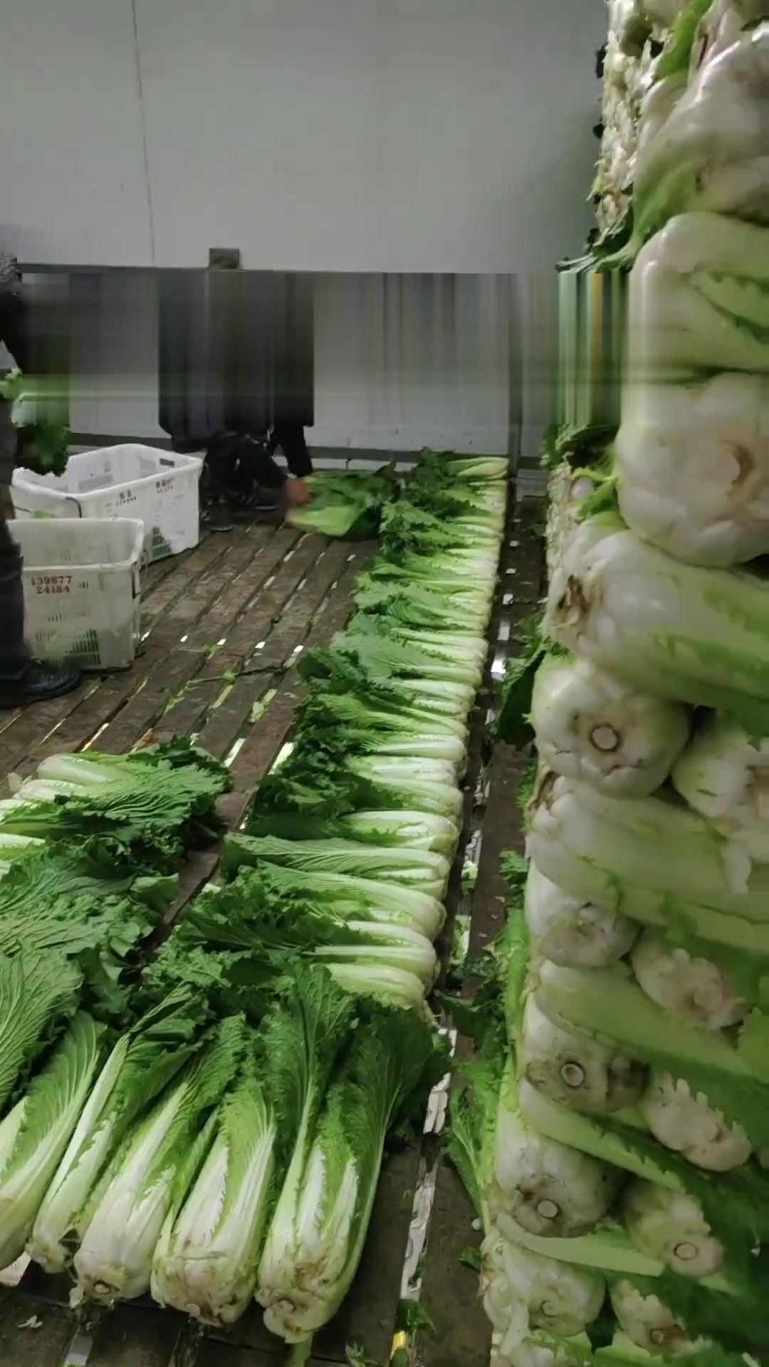 精品绍菜正在储存中，好景，好运常！顺风，顺水，顺财神！