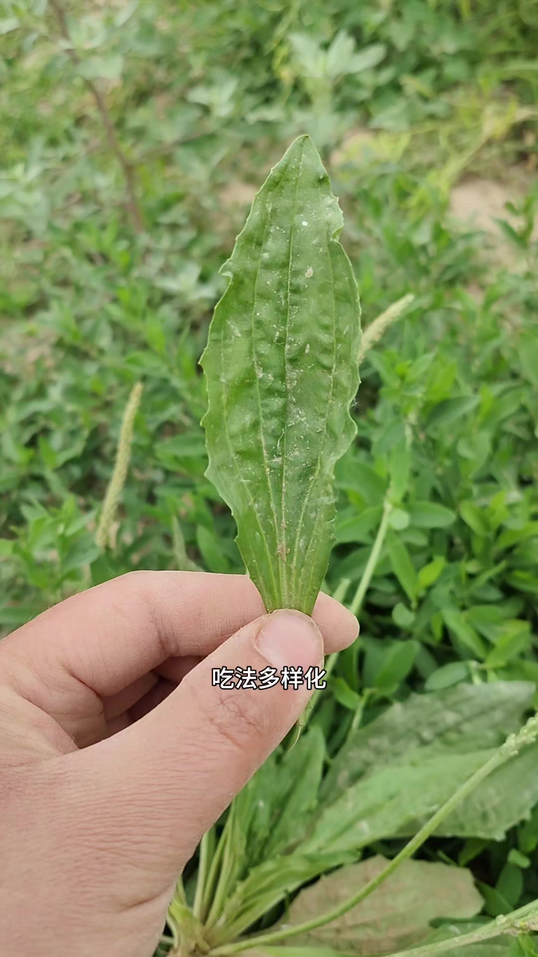 农村常见野菜,车前草煮汤,可厉害了,很多人不知道
