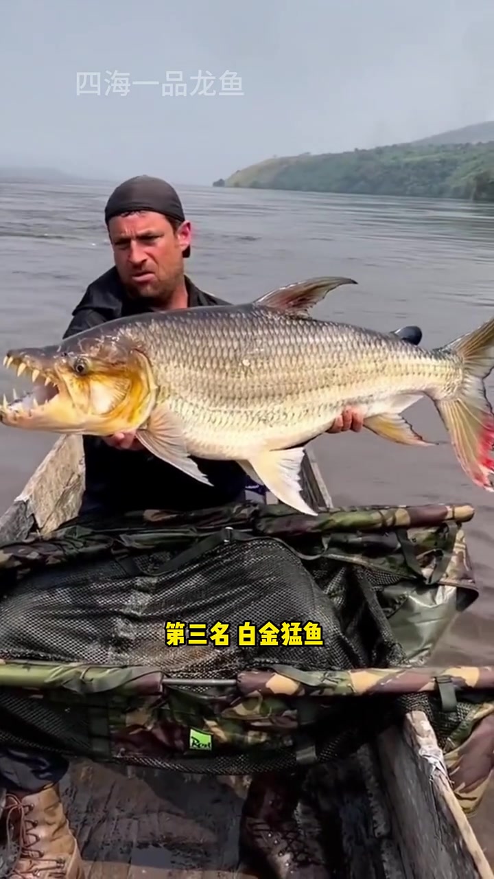 最凶猛的淡水杀手排名前八名 水族 观赏鱼