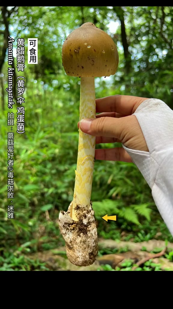 采蘑菇日记第78期：黄蜡鹅膏可食用鹅膏菌