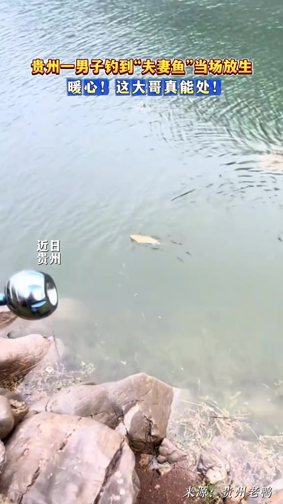 贵州一男子钓到“夫妻鱼”当场放生：暖心！这大哥真能处！来源：@贵州老鸭