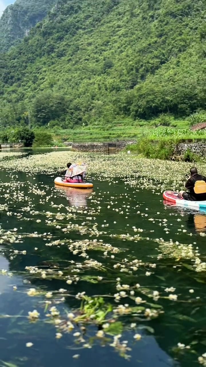 花开好了见一面，广西河池都安海菜花花期美如画