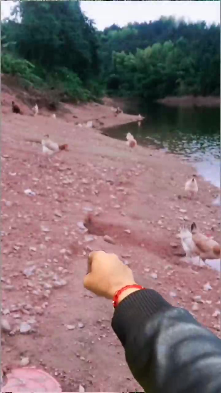 年底了不发广告是不行了，抢劫又不敢，文化又不高，家庭又不富裕，人又单纯，又不能靠脸吃饭，只