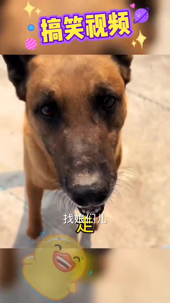 萌宠表情包生产现场,可爱瞬间全记录