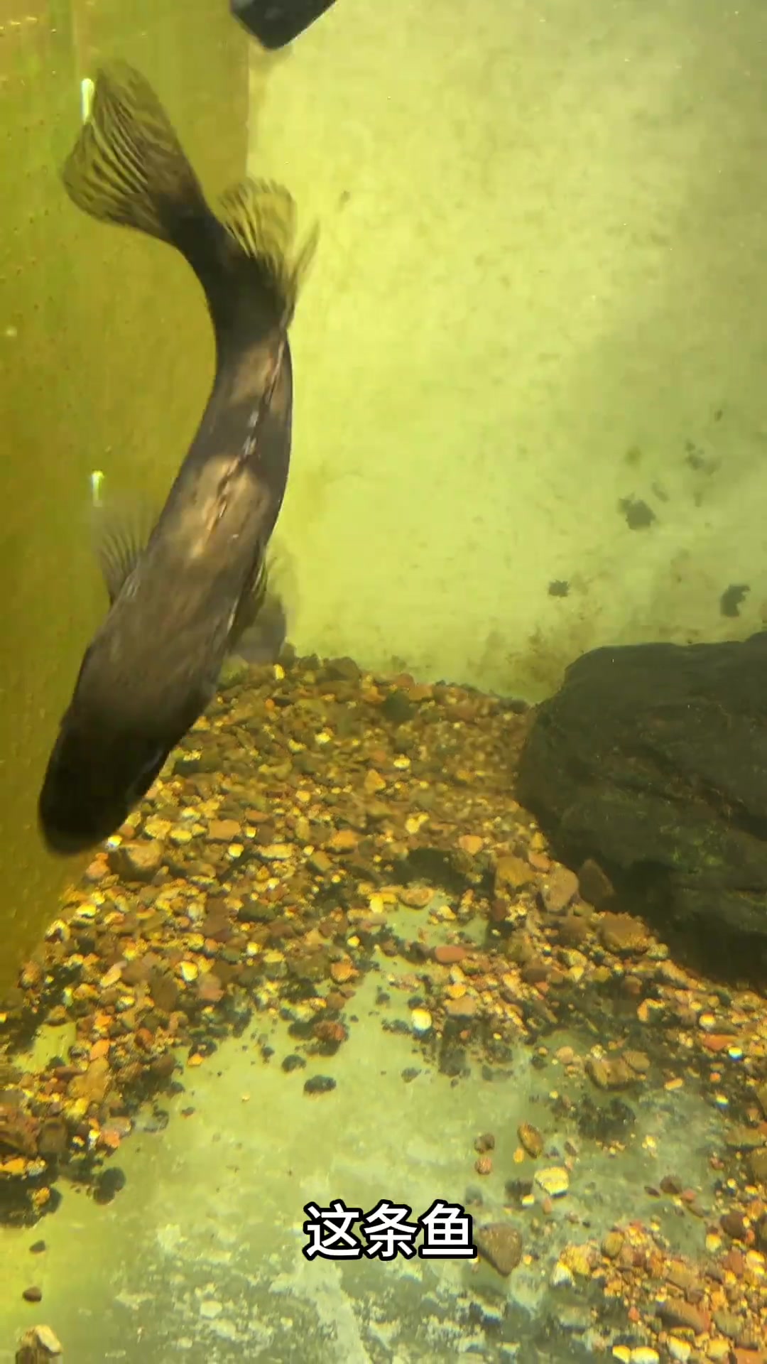 收获一条地包天斑鳜,准备开始养鳜鱼了