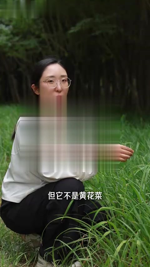 绿化带里长黄花菜了?那是萱草!(阿福花科萱草属)