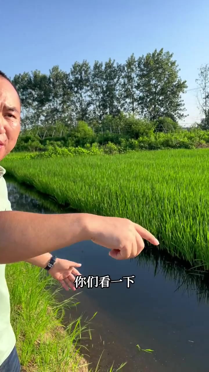 真正的虾稻共养,稻田里养鱼养虾,绿色生态种植!