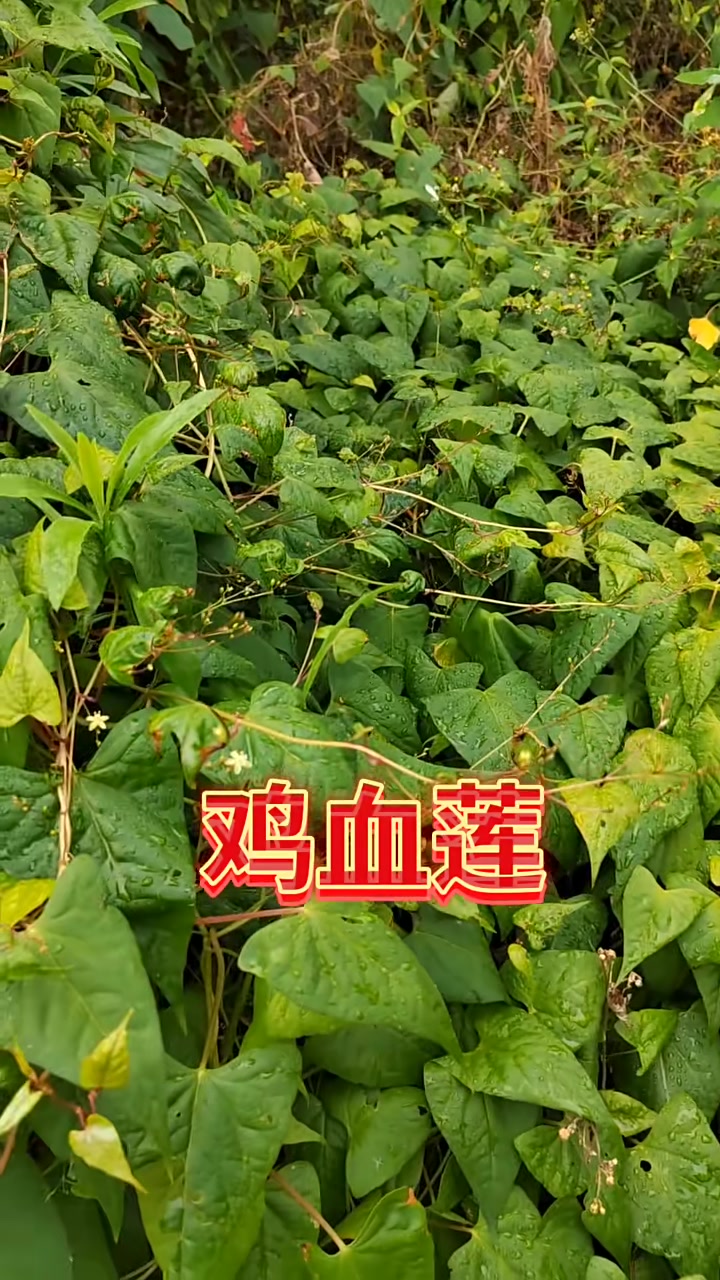 好东西就要分享给大家，鸡血莲