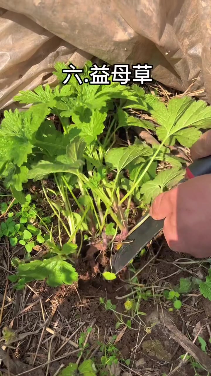 农村常见的野菜，你认识哪些？