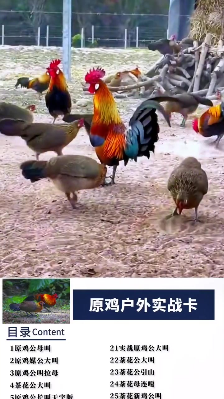 神奇的茶花鸡哨子，原鸡哨子，养鸡人