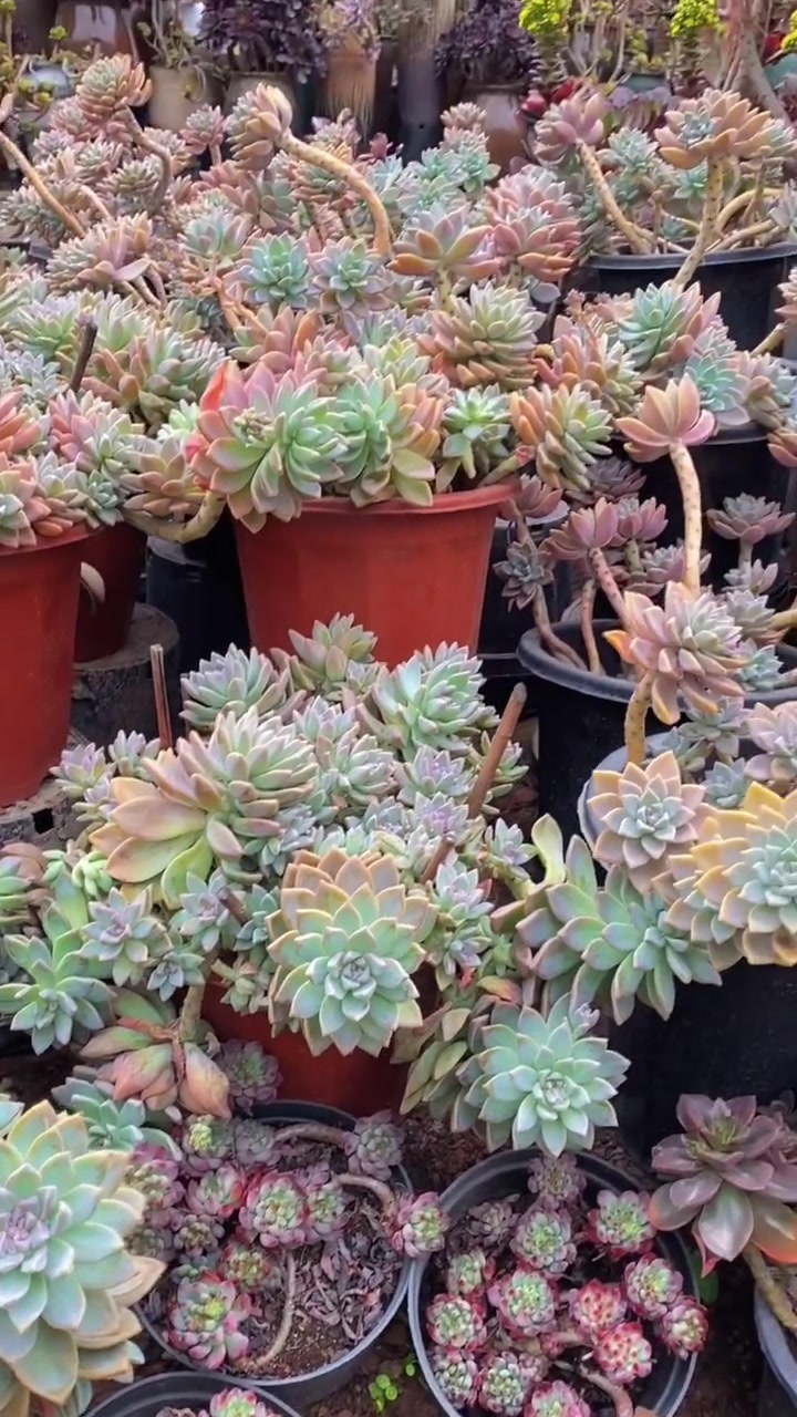 多肉淡雪，又名幽灵公主，使用透气性好疏松土壤