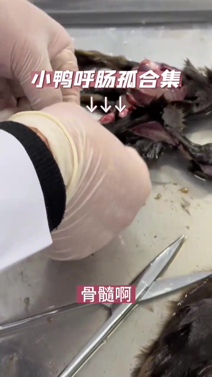 小鸭呼肠孤精讲～发病原因以及相关脏器变化