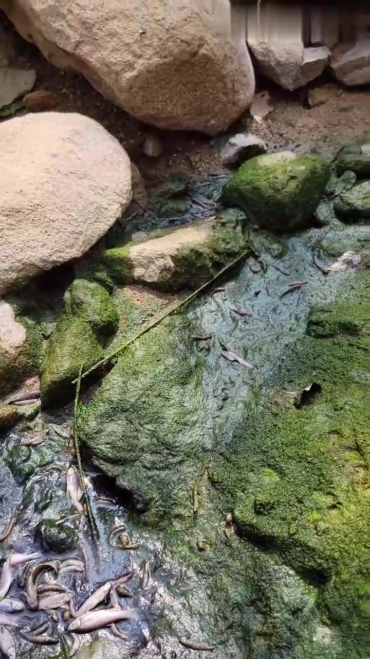 田间小溪野采，发现溪吻虾虎、拟平鳅和版纳鱼螈