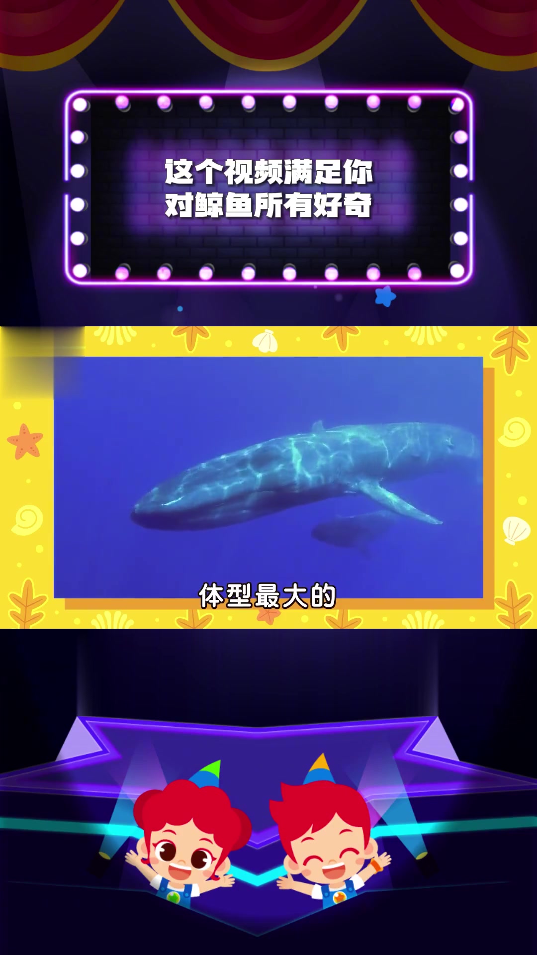 听说你对鲸鱼好奇？来探索不同种类的鲸鱼！