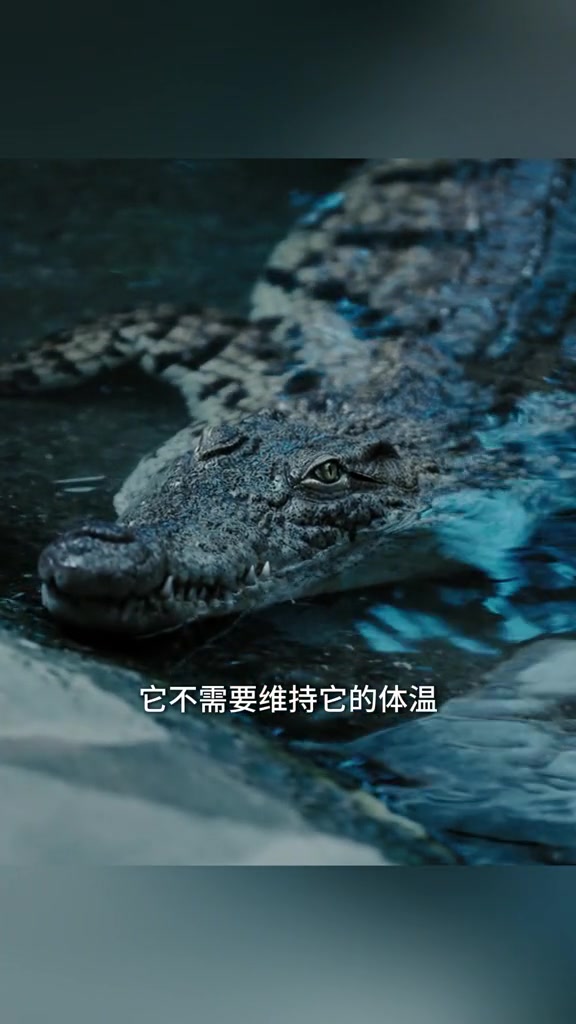 湾鳄是最凶猛的鳄鱼，鳄鱼为何能闭气那么久？
