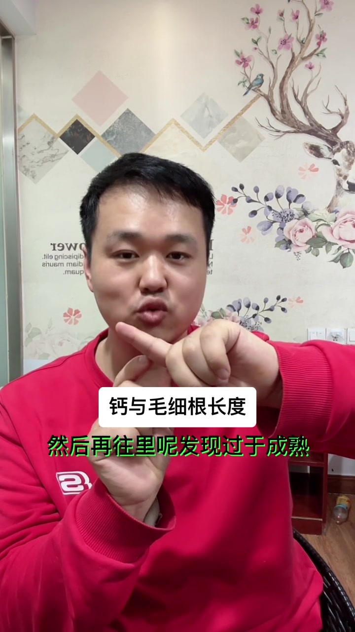 缺钙毛细根会短，苗期补钙毛细根也会长一点，我看网上很多人说缺钙毛细根少，缺锌短，应该是都说