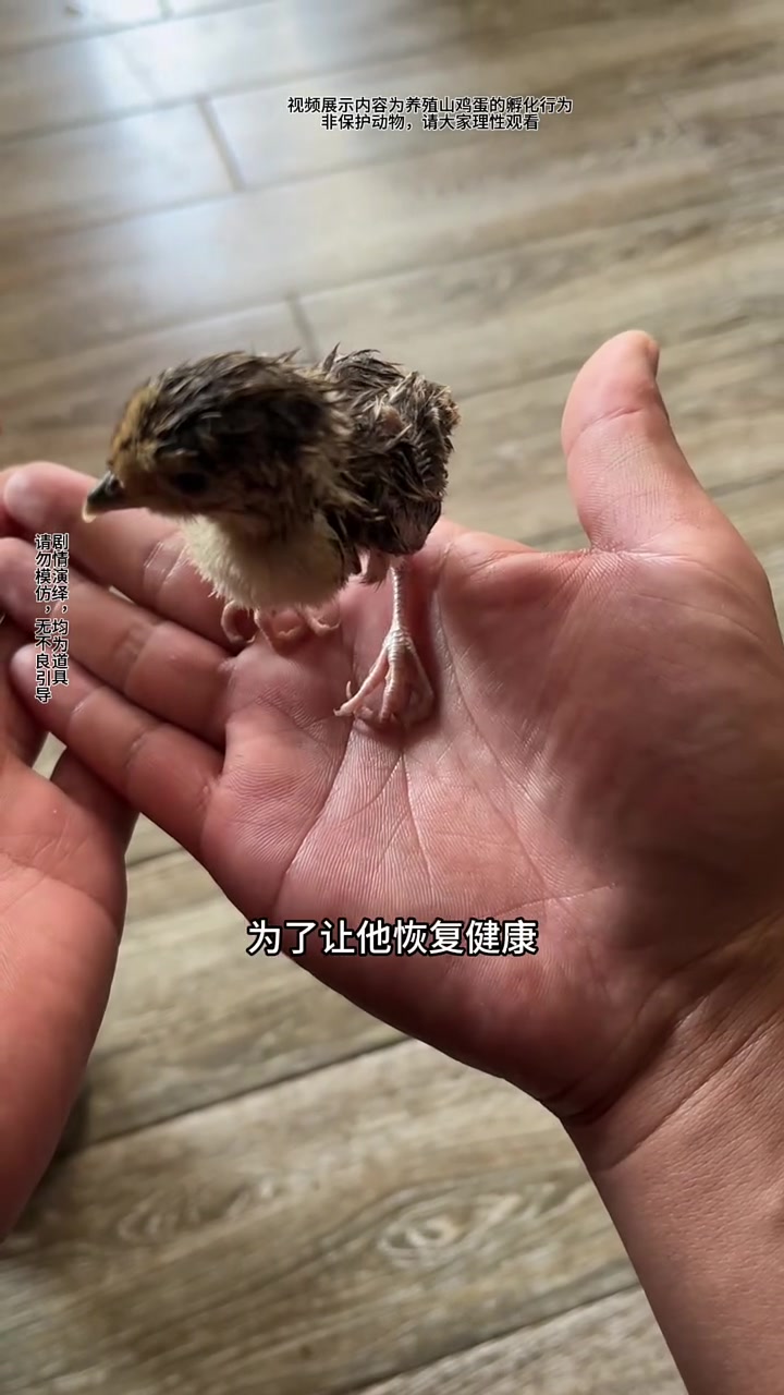 这只早产的七彩山鸡总算是活下来了，不知道能不能把他养大