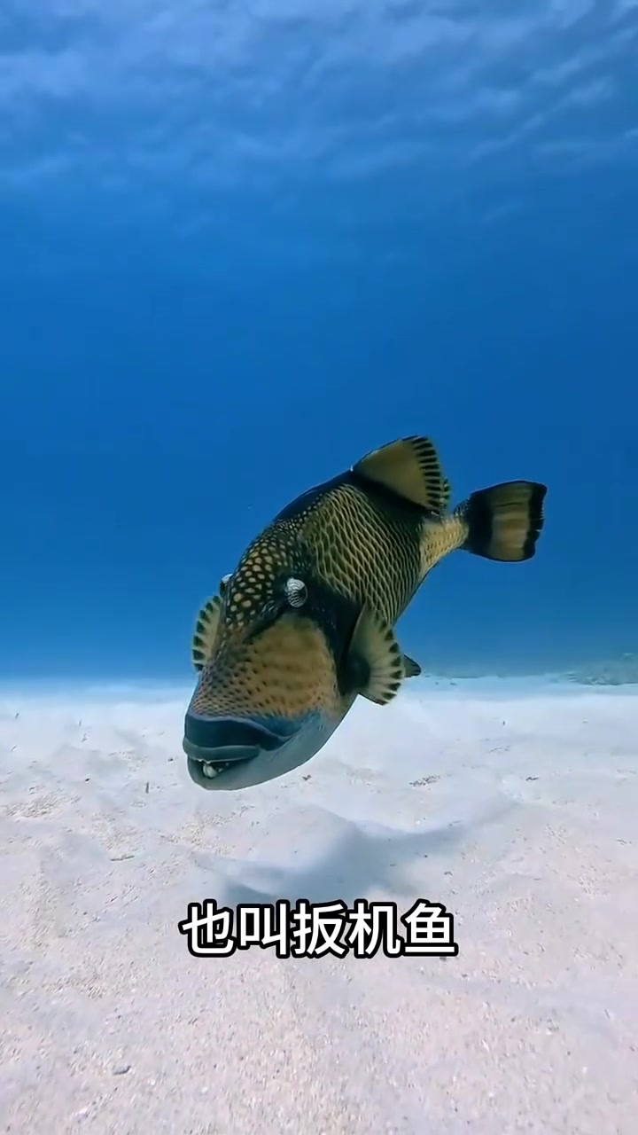 科普不同种类的鱼，看你认识几种？科普 鱼 神奇动物