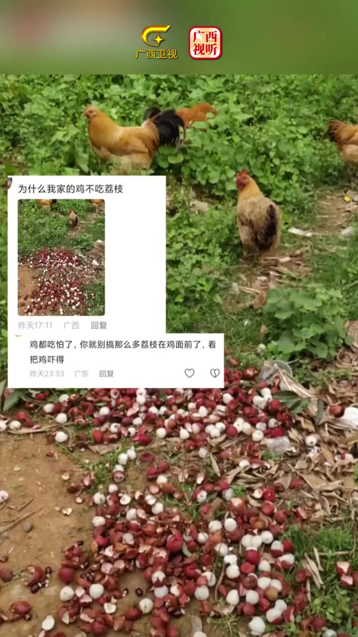 阿婆用一大筐荔枝喂鸡鸭,细心帮鸡鸭们剥皮喂食!网友:荔枝鸡荔枝鸭原来是这样来的!