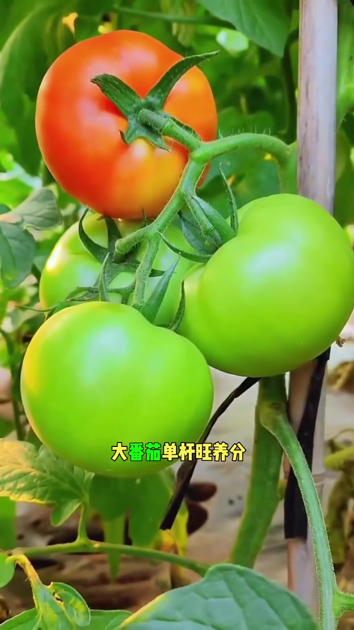 瓜果蔬菜整枝打叉顺口溜