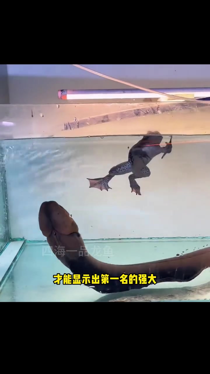 最凶猛的淡水杀手排名前八名 水族 观赏鱼