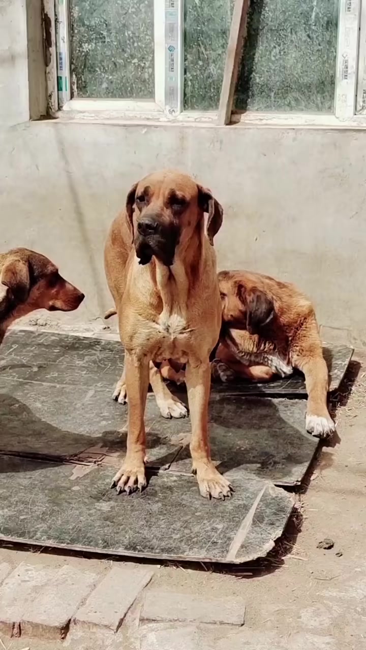 震撼！超大型犬的专业养殖