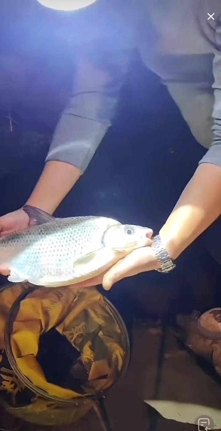 天天鲢鳙,今晚给兄弟们看个小极品,三斤鳊鱼,昨晚两个大头三个白莲,一个鳊鱼
