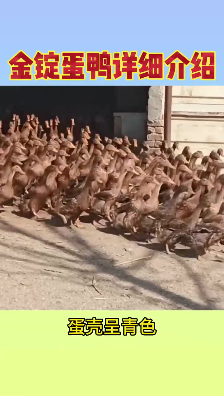 金锭蛋鸭，是蛋鸭养殖的主要品种之一，我个人还是比较喜欢的，大家觉得金锭蛋鸭怎么样？鸭蛋鸭苗