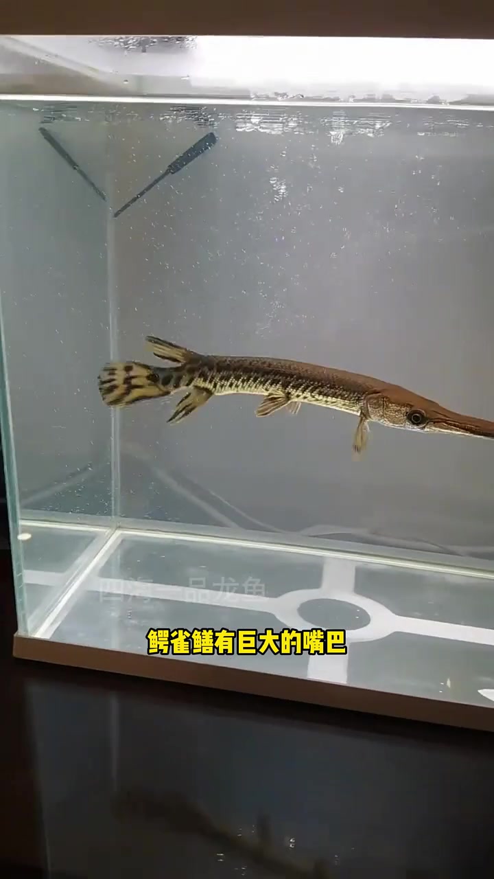两位数可以买到的十大猛鱼 水族 观赏鱼