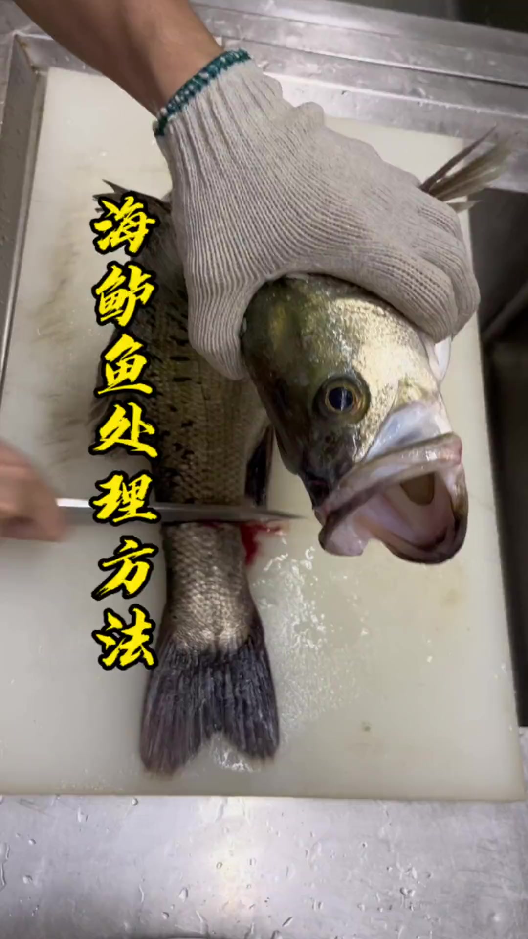 海鲈鱼生,顺德做法你们吃过吗