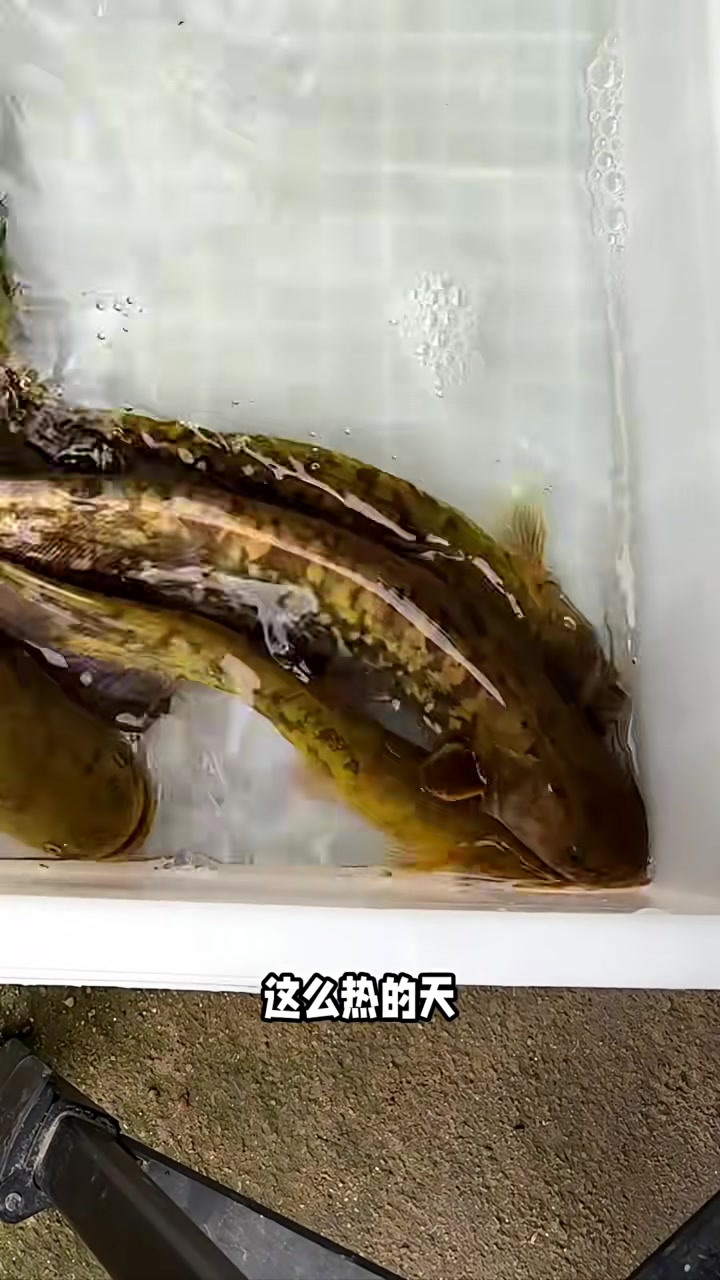 挑战养100种菜市场里的鱼:今天花20块钱买了6条大鲶鱼!