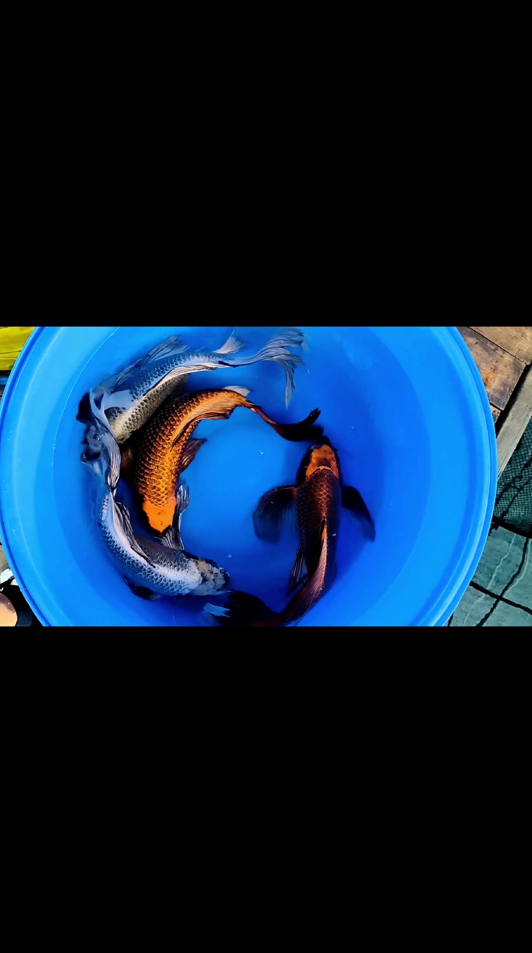 六十部龙凤锦鲤鱼