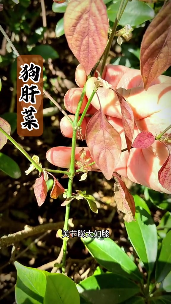 狗肝菜别名多说明分布广，还叫猪肝菜路边青等