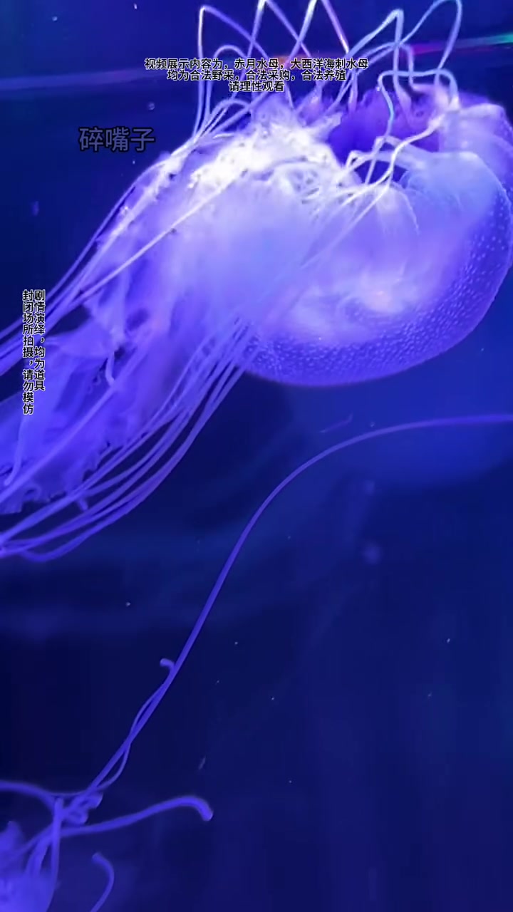 天呐这种水母竟然这么仙?
