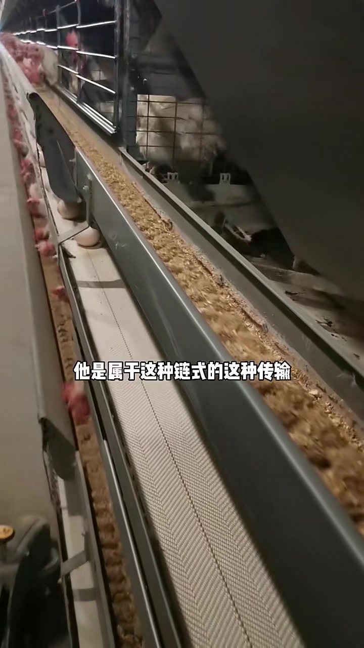 设备200万的现代化养鸡场，1个人养6万只鸡