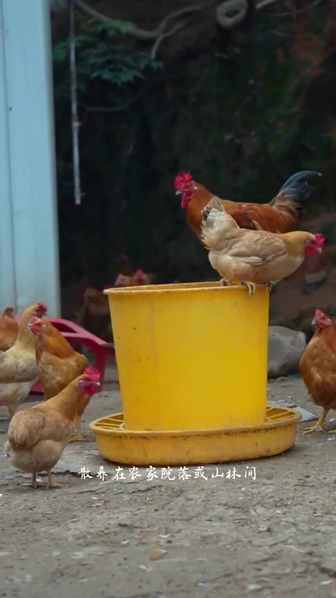 舌尖上的龙岩。到福建龙岩旅游,客家美食不容错过,其中龙岩十大名菜之首“白斩河田鸡”,堪称一