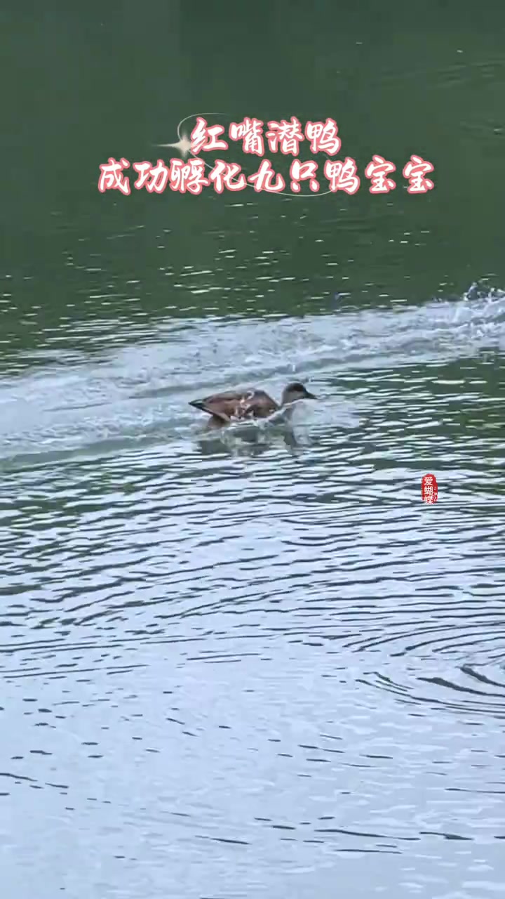 炎炎夏日玉渊潭赤嘴潜鸭孵化九只鸭宝宝，鸭妈妈勇驱绿头鸭尽显母性刚强