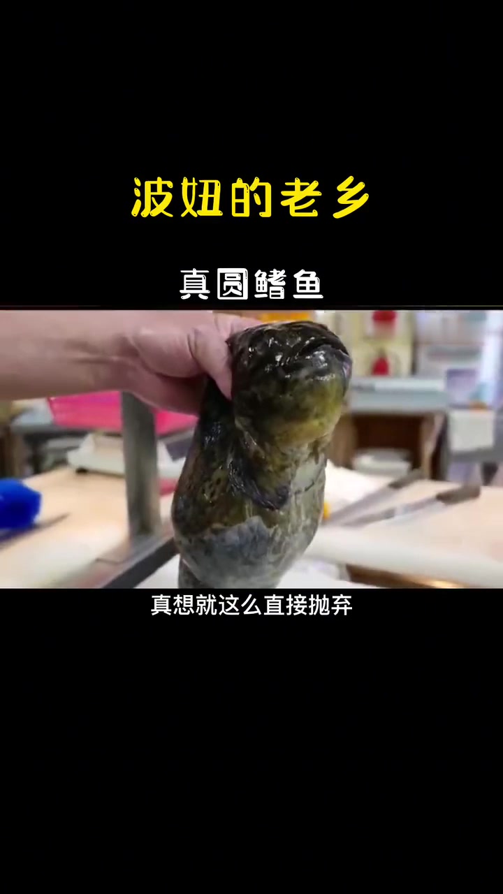 长得像波妞的圆鳍鱼有多可爱，小时候是颜王，长大就成了颜亡