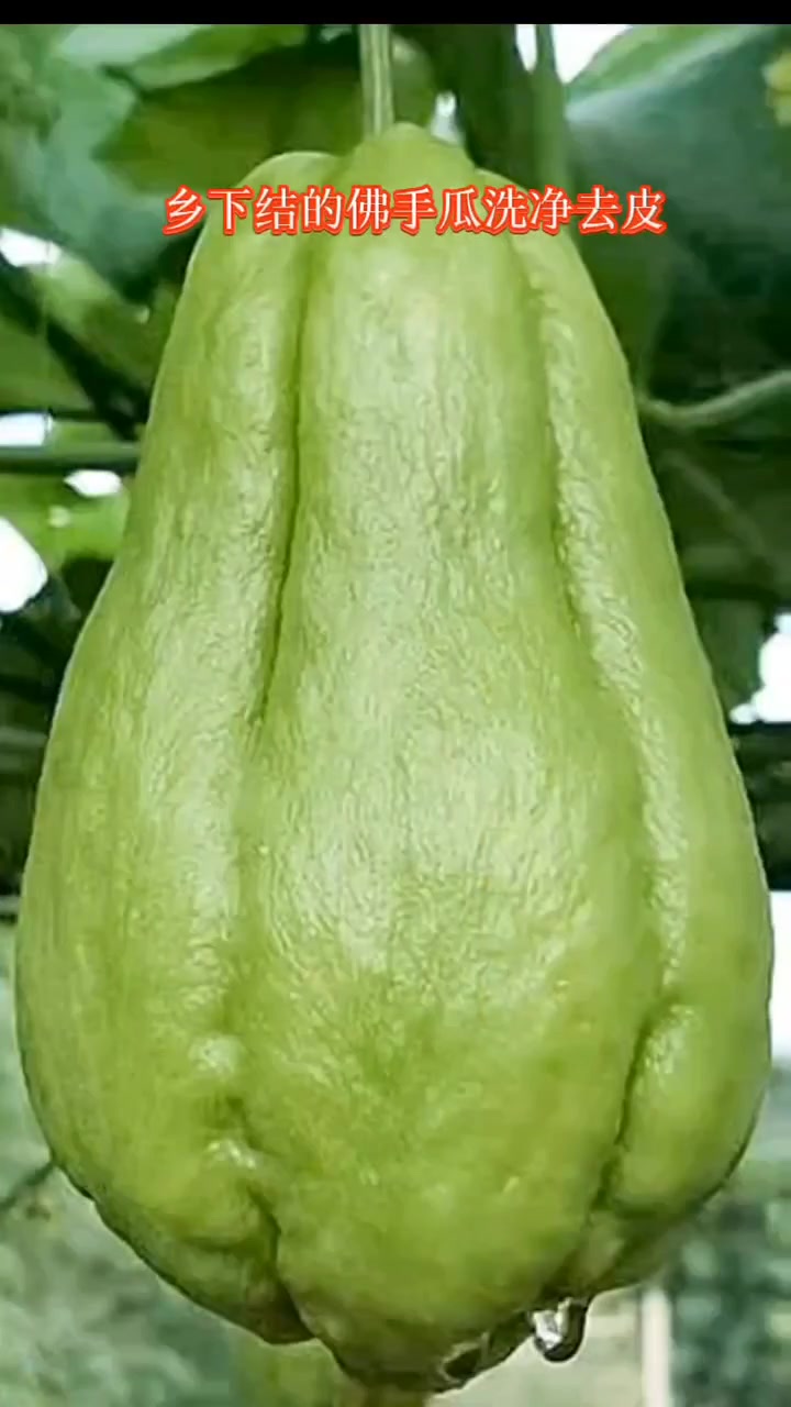 佛手瓜,葫芦科佛手瓜属多年生宿根草质藤本植物,因其形状像佛的手掌、五指并拢而得名。佛手瓜清