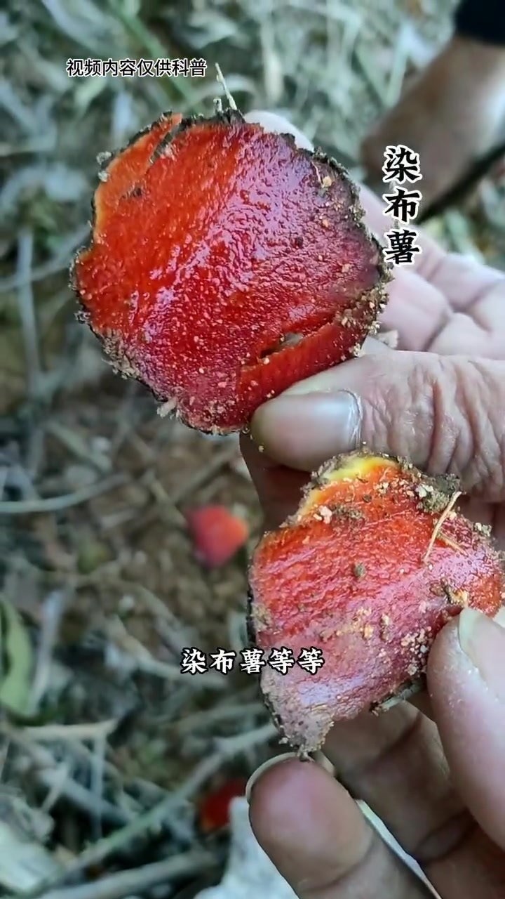 薯莨根块茎外表其貌不扬，横切面却鲜红如血！