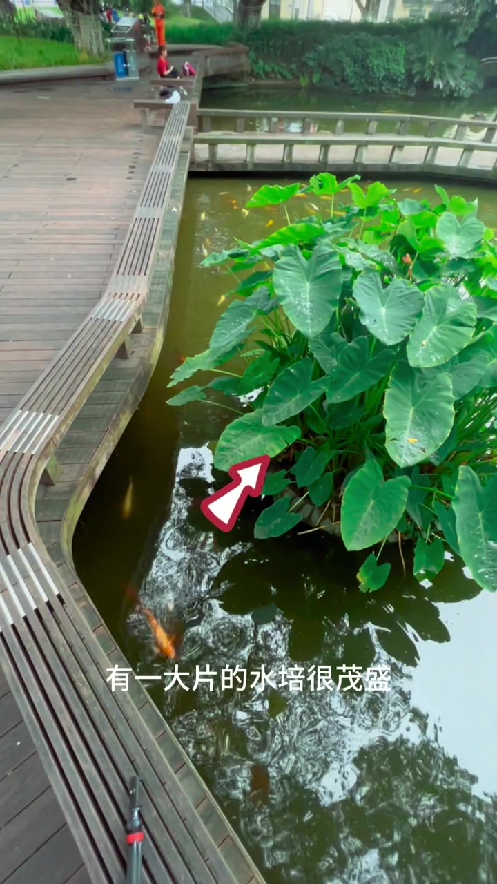 鱼池里的鱼要怎么拍才好看