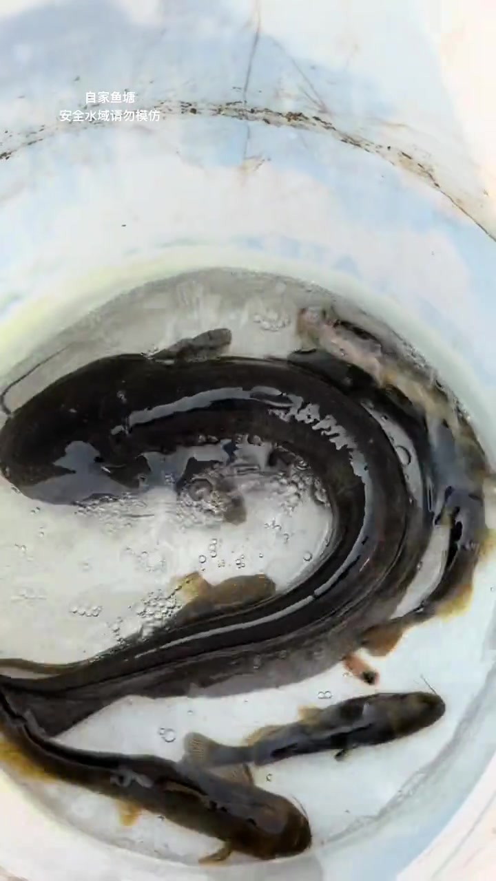看耙哥徒手逮莽子鱼，说实话大鲢鱼耙哥还瞧不太起，有没有老表些表妹儿些喜欢的