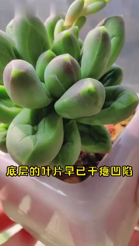 多肉喝水吨吨吨，千代田之松来喝水啦