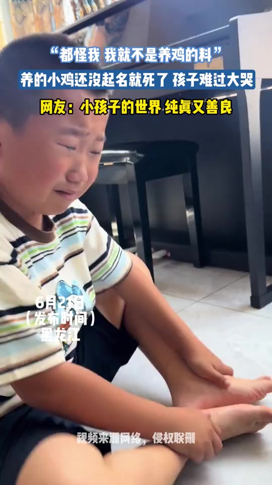 “都怪我 我就不是养鸡的料”小孩哥养的小鸡还没起名就死了