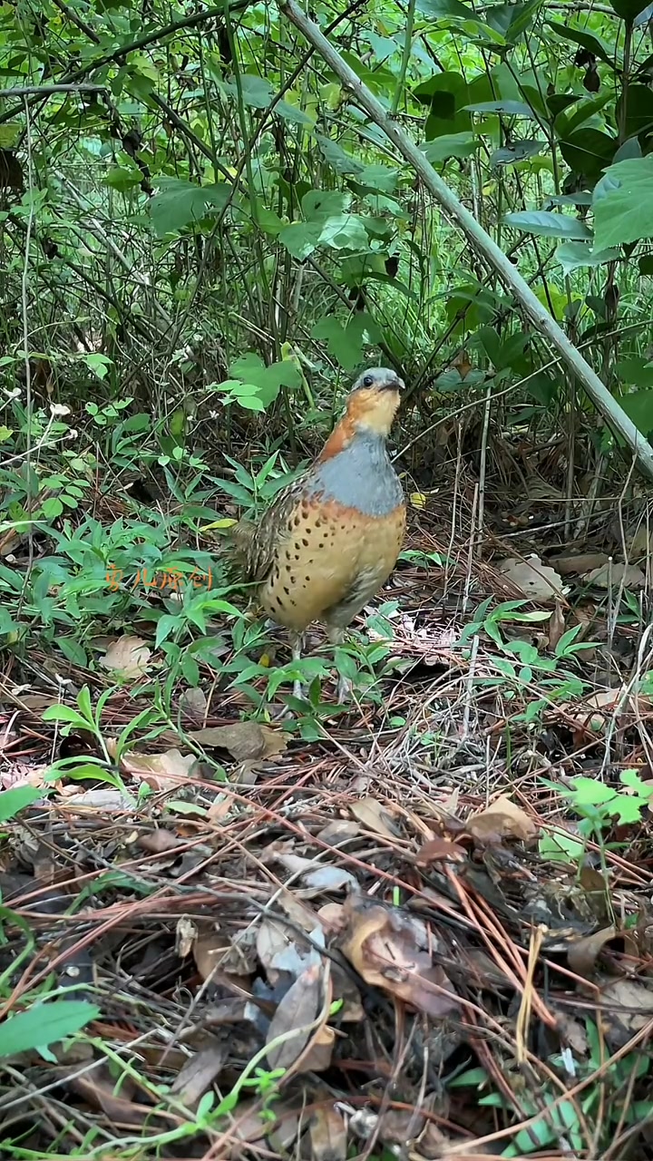 竹鸡公大叫，户外摄影文明观赏野生保护动物