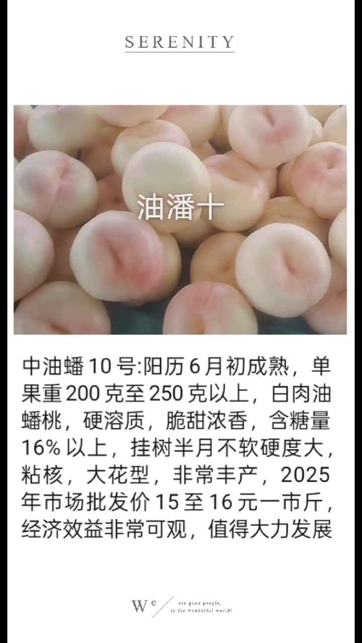 奶油蟠桃中最好的品种,中油蟠10号