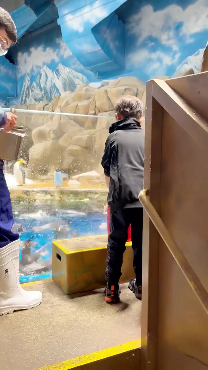 小春鸡喂企鹅喂得好投入喔！