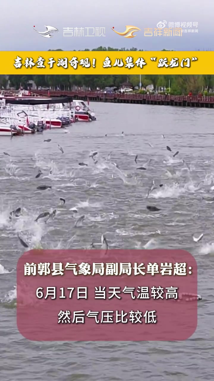 在吉林查干湖,成群的胖头鱼进行了一场“水上芭蕾”